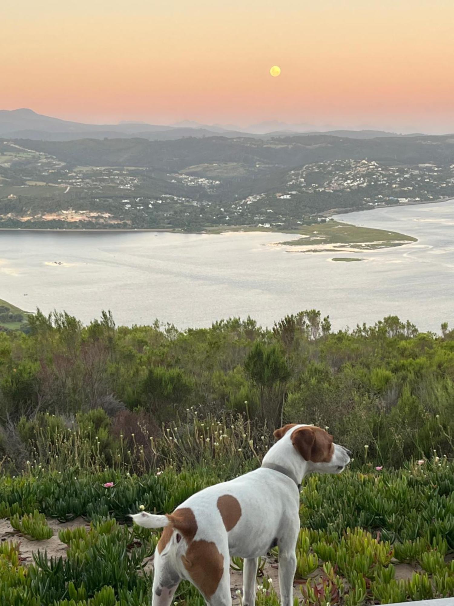Die Uitzicht Guesthouse - Knysna Dış mekan fotoğraf